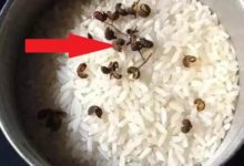 家里大米長蟲怎麼辦？ 教你一招，輕鬆解決長蟲問題-酷播亮新聞