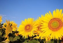 今年達成心愿的三大生肖，這些生肖年底前心愿達成-酷播亮新聞