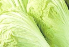 這種菜價格便宜，卻是冬季養生第一菜，百菜都不如它！-酷播亮新聞