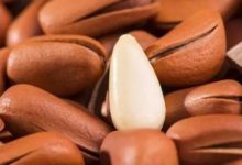 最不起眼的6大長壽食物，你竟然不知道？-酷播亮新聞