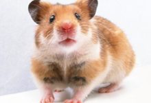 「大金鼠」2月開始：事業順利，財運大旺！你家有嗎？-酷播亮新聞