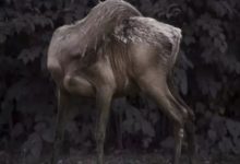 動物 我們 相互作用-酷播亮新聞