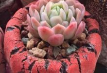 多肉與詩：一肉一詩一世情！-酷播亮新聞