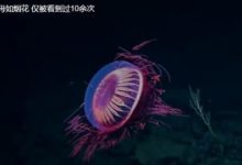 煙花水母是什麼？ 深海發現罕見“煙花水母” 史上僅被看到過10餘次-酷播亮新聞