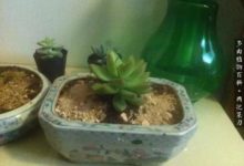 從小萌新到假大佬，多肉伴我三年整！-酷播亮新聞