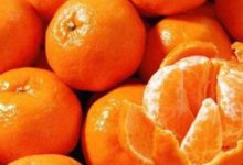 吃完橘子別扔皮，經常吃煮熟的橘子皮，會發生這3件好事情-酷播亮新聞