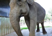 「南台灣CP值最高樂園」網爆紅！隱藏版「超萌動物明星」必看，當地人急瘋：低調點！-酷播亮新聞