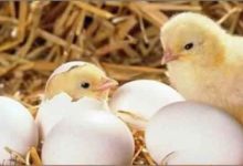 病原菌對出殼雛禽的危害及孵化前種蛋消毒清洗殺菌的重要性-酷播亮新聞