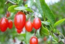 枸杞具有獨特的抗氧化、免疫調節和抑制腫瘤的性質-酷播亮新聞