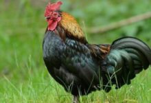 雞雞人：有三大喜在家門口，快去迎接吧！再不接就沒了！-酷播亮新聞