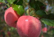 吃什麼水果最快瘦臉 女人這樣吃幫你吃出精緻小V臉-酷播亮新聞