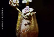 致同樣熱愛多肉的你！-酷播亮新聞