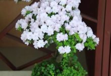 杜鵑人稱映山紅，您見過白色有幾種？-酷播亮新聞