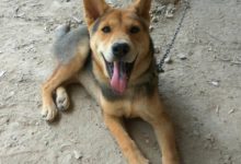 為什麼即將要死的老土狗，都會離家出走？-酷播亮新聞