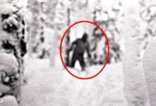 歐版走近科學：專家們表示確切地揭開了雪人和大腳怪的真相-酷播亮新聞