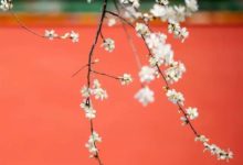 中國最美的配色，都在紫禁城-酷播亮新聞