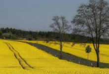 休閑農業田園養生主題的打造突出四大結合模式-酷播亮新聞