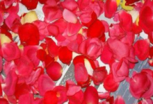 當你真愛一個人的時候，你是會忘記自己的苦樂得失-酷播亮新聞