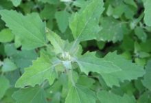 房前遍地的雜草，被摘來包餃子做餡餅，有一種人不能吃，請注意！-酷播亮新聞