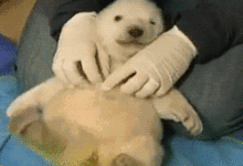 為什麼撓自己不癢？被別人撓一下就癢的不行-酷播亮新聞