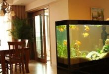 如何正確在室內養魚-酷播亮新聞