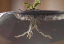 食蟲植物系列：螺旋狸藻的「迷宮陷阱」-酷播亮新聞