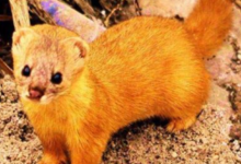 民間傳謠：黃鼠狼「黃大仙」有法力了之後會做什麼事情呢-酷播亮新聞