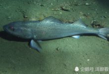 世界最長壽動物排行：除了烏龜，這些動物都比人類續航長好幾倍！-酷播亮新聞