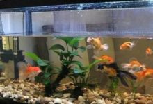 八大鎮宅之寶，至少要放一個-酷播亮新聞