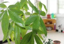 家中有此物，霉運全走開，好運滾滾來-酷播亮新聞