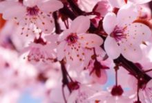 春節后桃花運極旺，愛情運正紅的3大生肖，狗年桃花旺旺旺！-酷播亮新聞