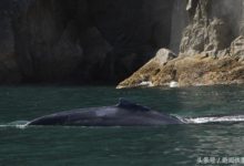 座頭鯨進食後噴「愛心」水霧-酷播亮新聞