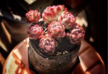 不奢望極致狀態，看沉浮，多肉的世界本該寧靜！-酷播亮新聞