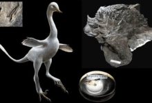 從最初的生命到形如天鵝的恐龍，2017年最重要化石發現都在這裡-酷播亮新聞