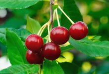 必勝客香水是真實存在的嗎？8個超有趣的冷知識！-酷播亮新聞