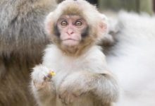 百歲老壽星說：明天屬猴人將「三囍」到家！再忙也要接「喜」！-酷播亮新聞