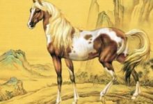 大年三十除夕夜，財氣匯聚，福氣滿門喜氣洋洋的4大生肖-酷播亮新聞