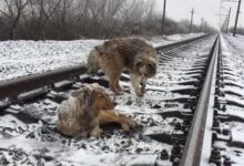 母狗受傷在鐵軌中心，公狗不離不棄-酷播亮新聞