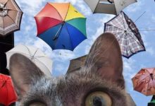 如何拍出優雅的“到此一遊” 這只喵告訴你-酷播亮新聞