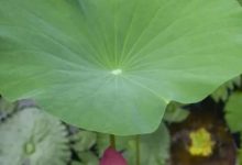 神奇荷葉減肥茶 高效燃脂減肥又消腫-酷播亮新聞