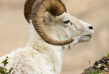 過個富貴年，春節前橫財入運、身價大漲，歡天喜地的生肖-酷播亮新聞