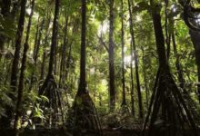 這種樹竟然會「走路」：「我要去追尋陽光和沃土」-酷播亮新聞