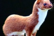 黃鼠狼渡劫落陷阱，媒婆出手相救后報恩，媒婆卻還是無法善終-酷播亮新聞