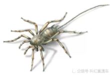 這些1億年前恐龍時代的化石看起來像蜘蛛，但是竟然有尾巴-酷播亮新聞