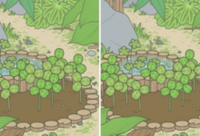 《旅行青蛙》更新後，無限取得三葉草的漏洞被修復了-酷播亮新聞