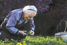 農村的8大野菜，堪比「長壽葯」，排肝毒、降血糖，常吃延年益壽-酷播亮新聞