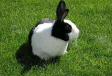 屬兔人適合養什麼寵物？-酷播亮新聞