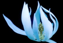 紫外線下的花朵竟然是這個樣子-酷播亮新聞