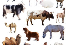 恐龍滅絕的原因 小行星撞擊地球？-酷播亮新聞