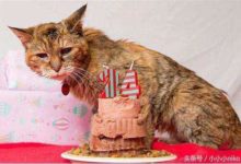 那些有關貓咪的冷知識，最後一條是有科學驗證過的-酷播亮新聞